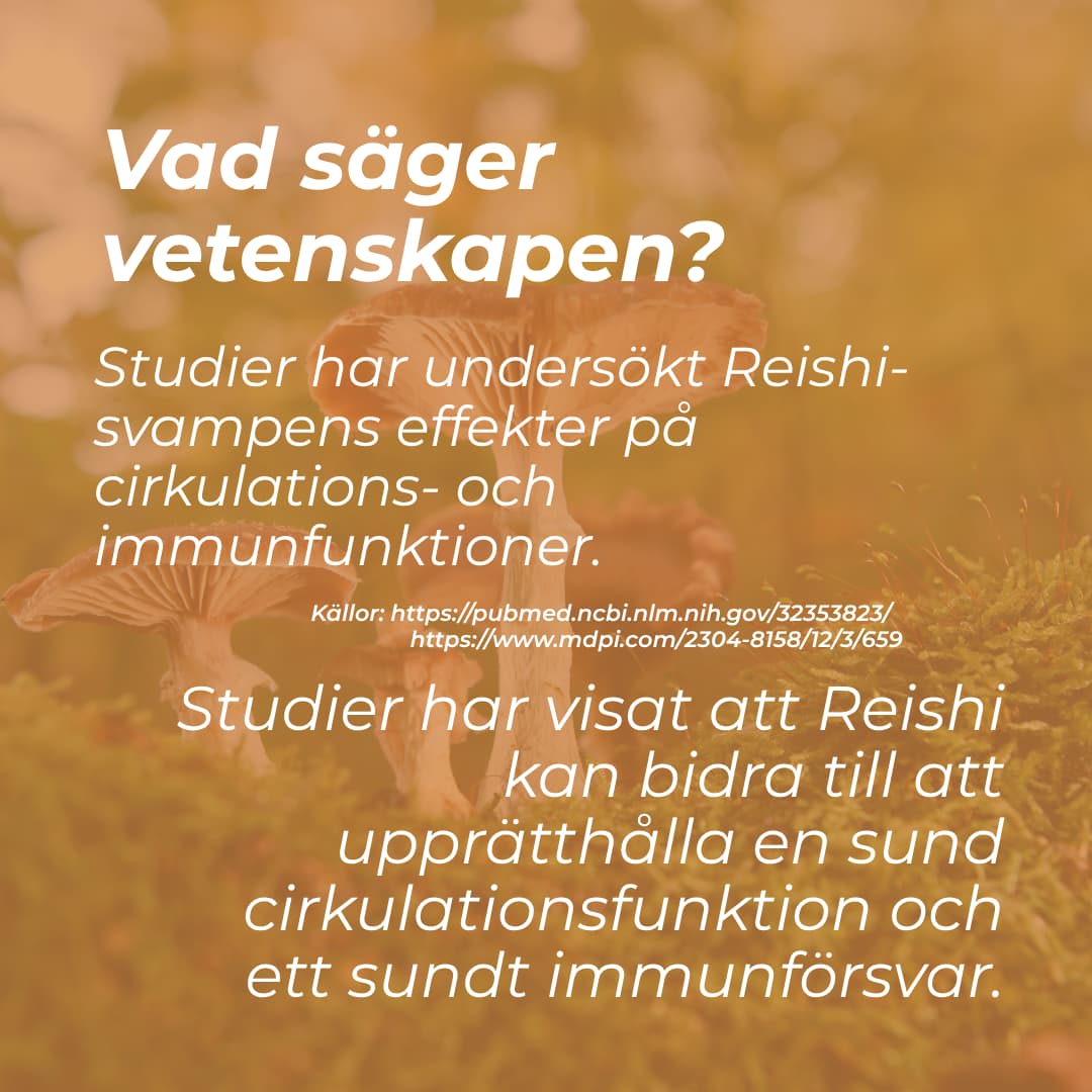 Reishi svamp - Gummies - Image 4