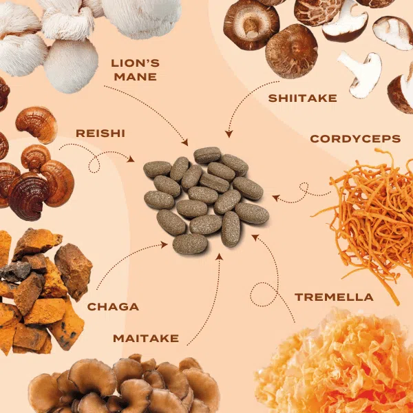 Lions mane, Chaga, Reishi svampkomplex - Image 4