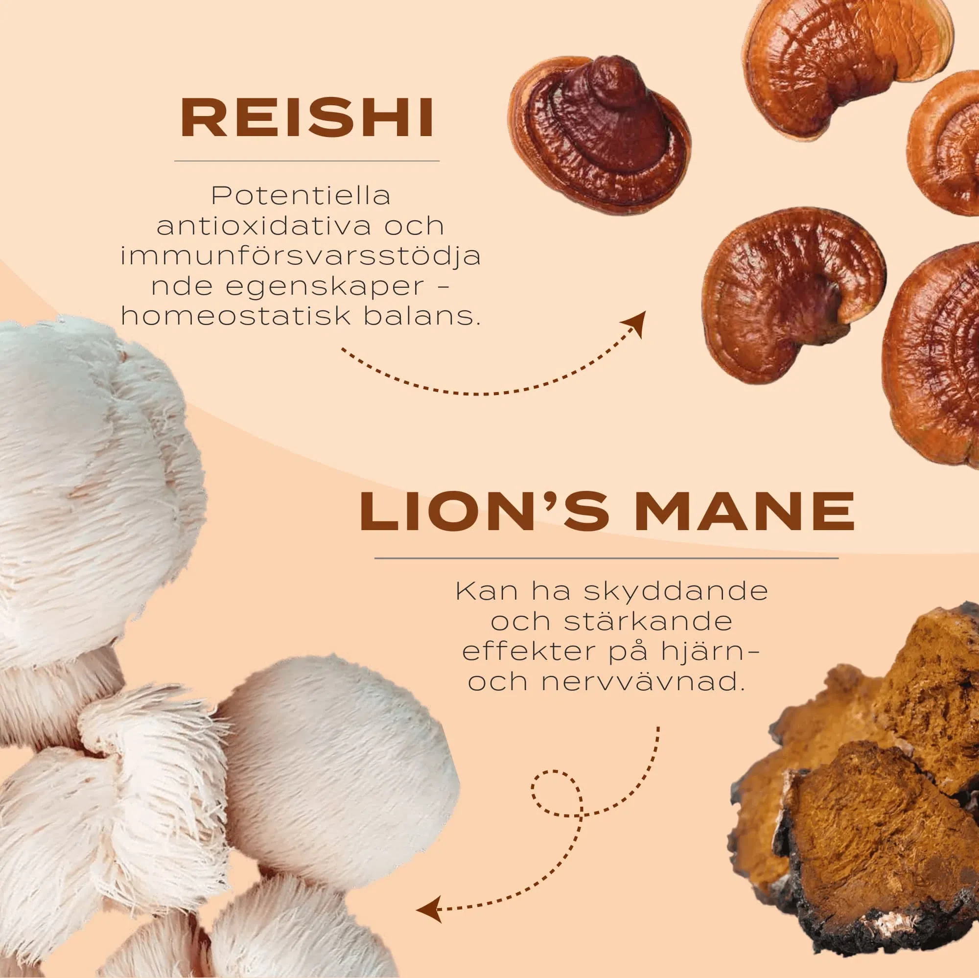 Lions mane, Chaga, Reishi svampkomplex - Image 5