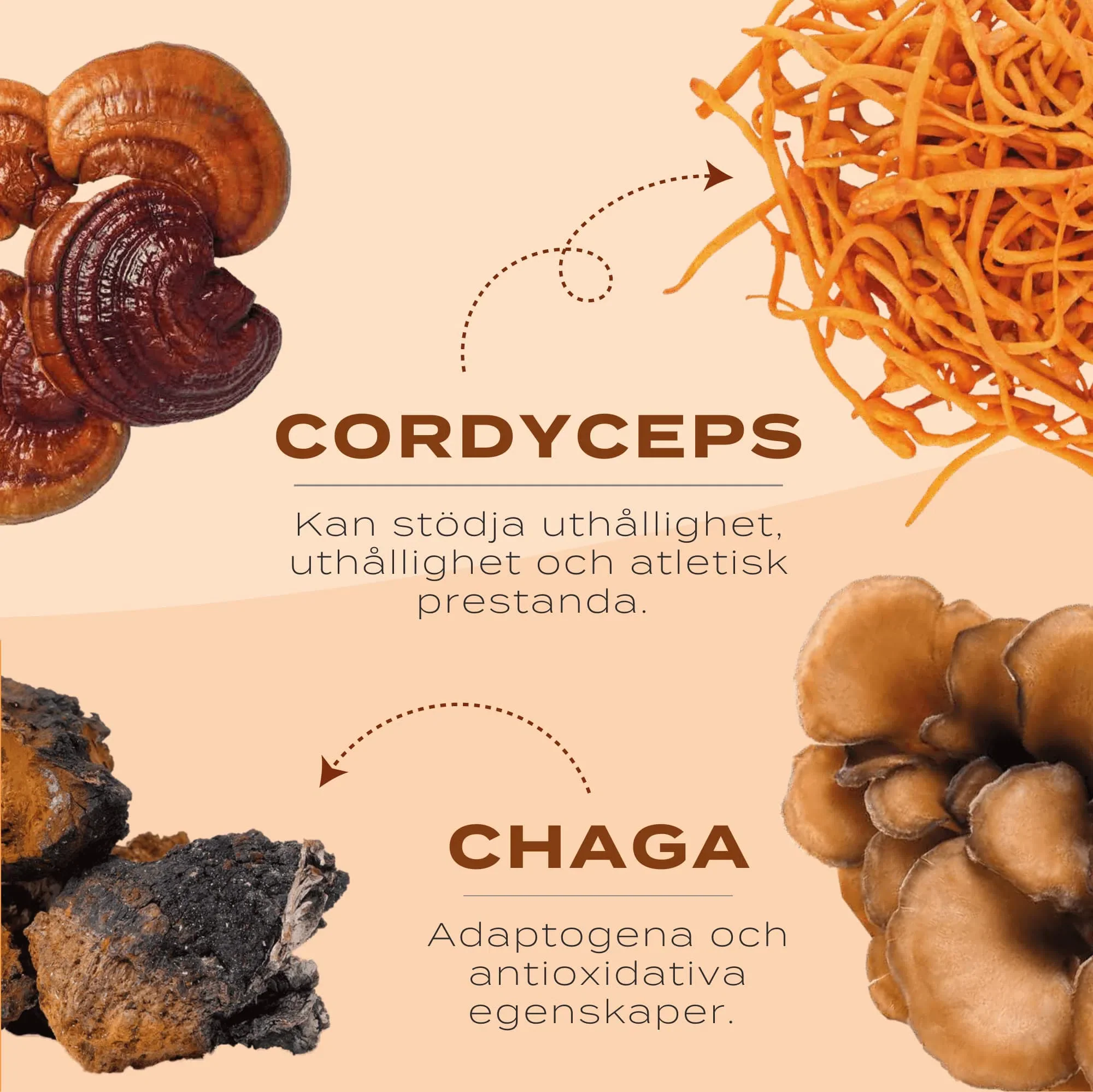 Lions mane, Chaga, Reishi svampkomplex - Image 6