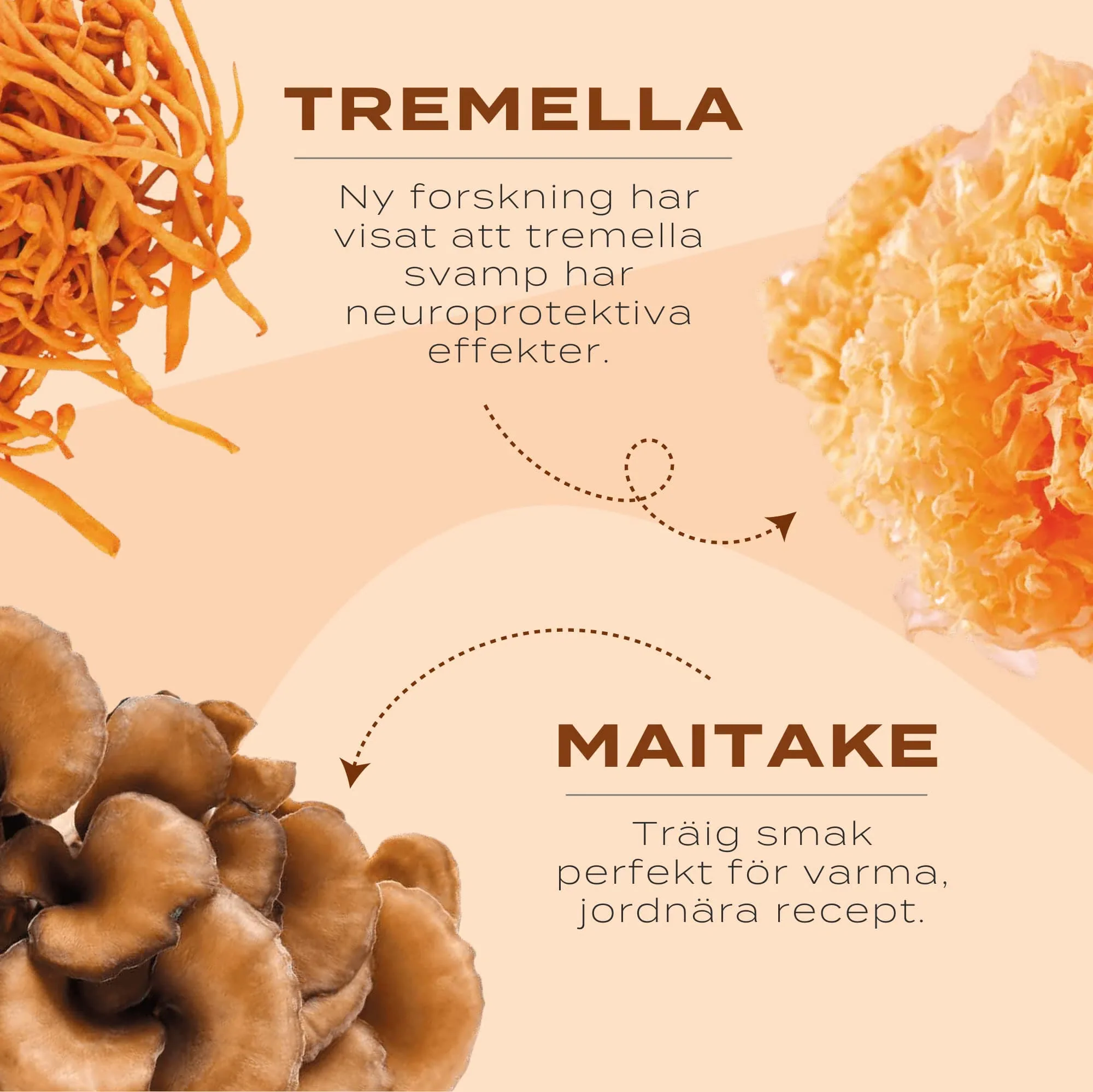 Lions mane, Chaga, Reishi svampkomplex - Image 7