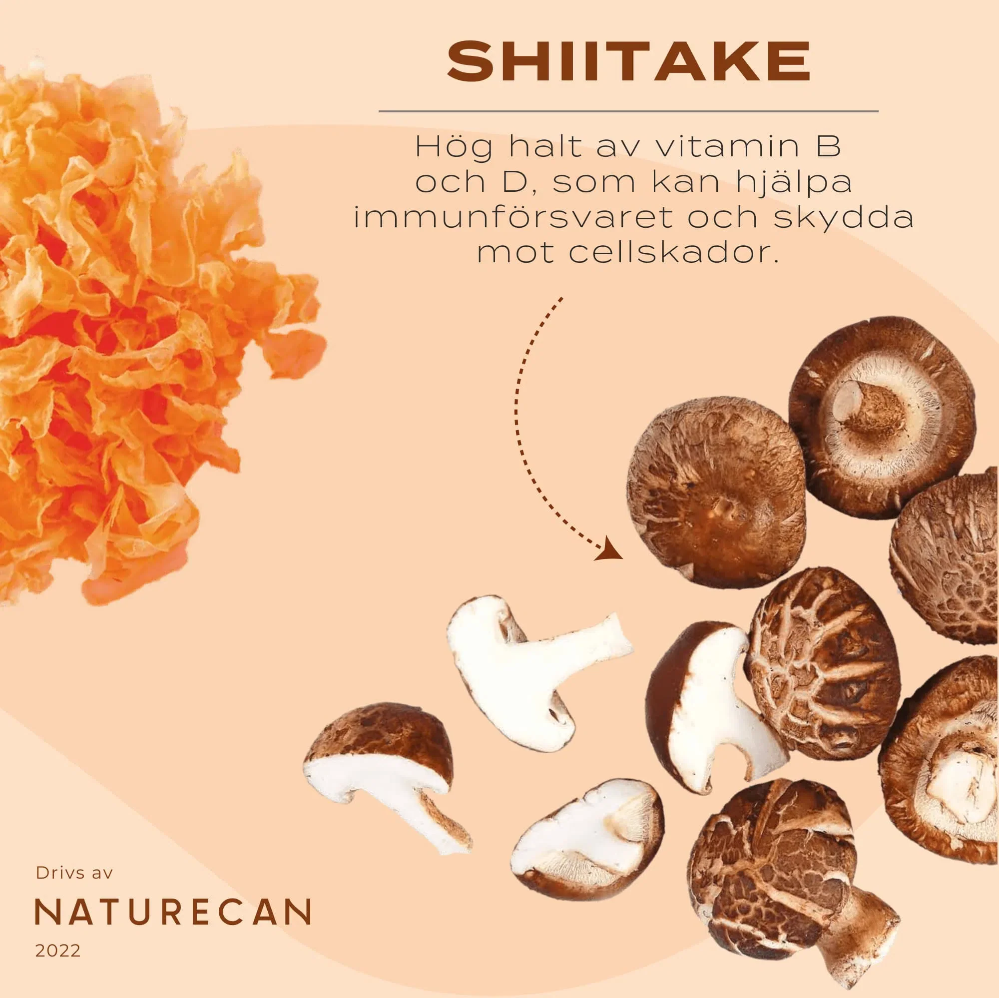Lions mane, Chaga, Reishi svampkomplex - Image 8