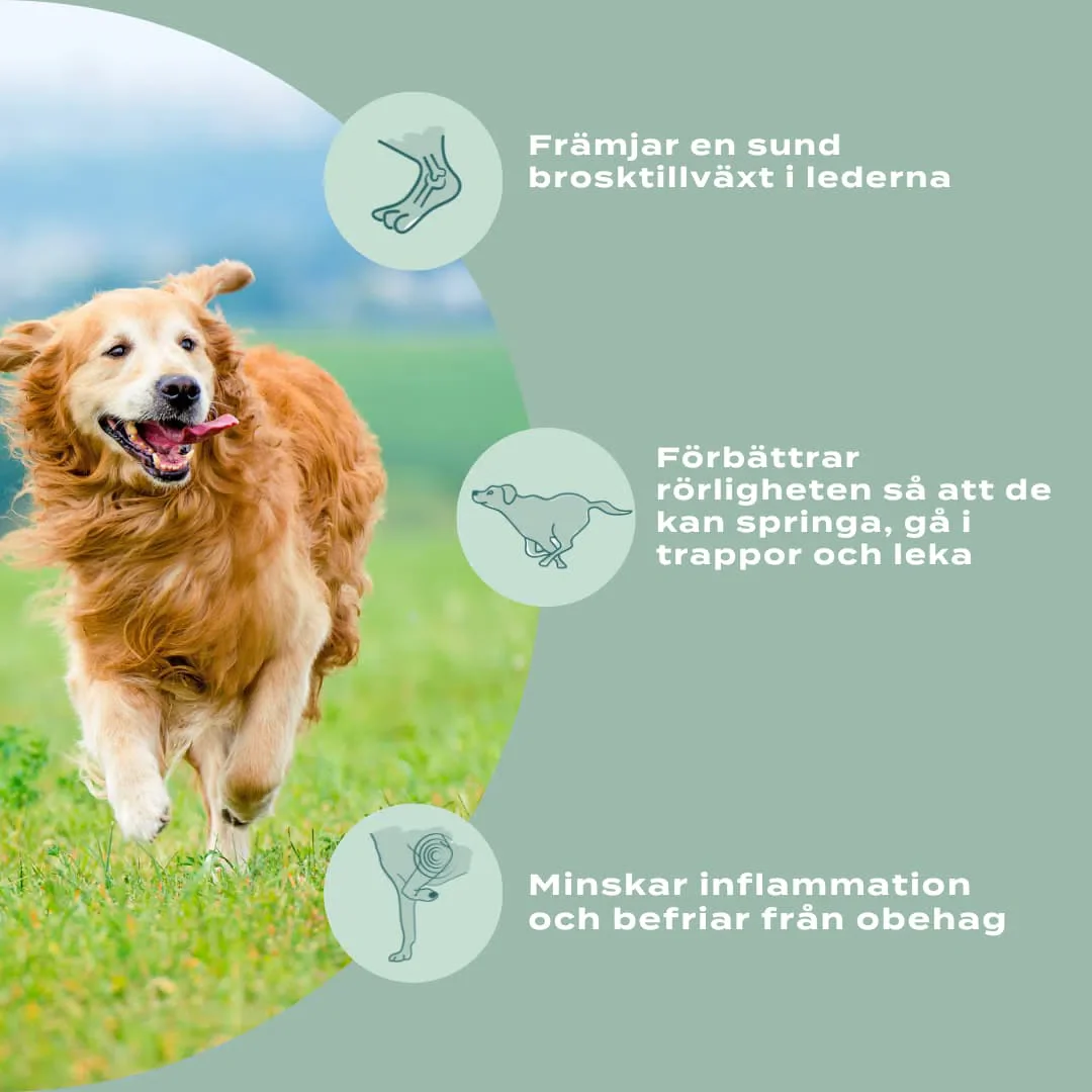 UC-II® för lederproblem, artros & inflammation - hund - Image 7
