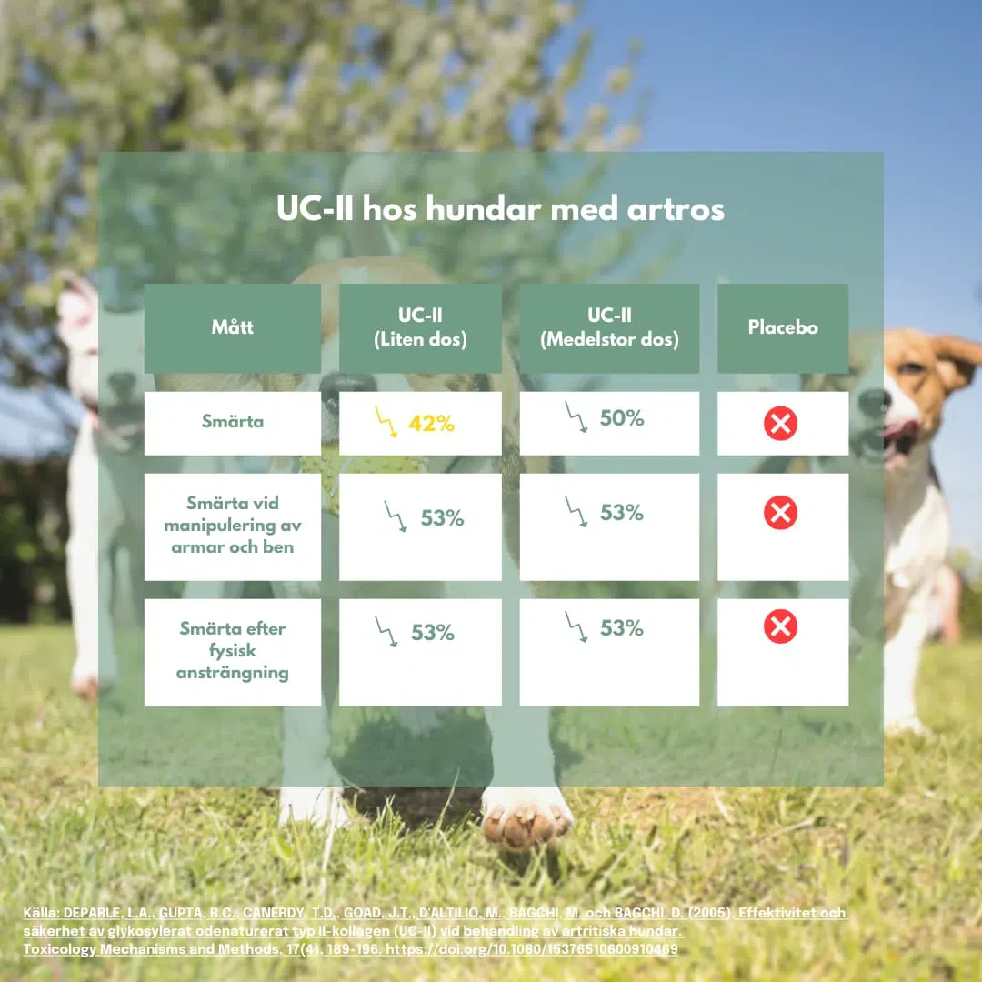 UC-II® för lederproblem, artros & inflammation - hund - Image 8